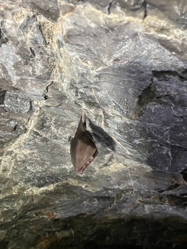 Exkurze deváťáků do Sloupsko-šošůvských jeskyní a do Jaderné elektrárny Dukovany Exkurze deváťáků do Sloupsko-šošůvských jeskyní a do Jaderné elektrárny Dukovany