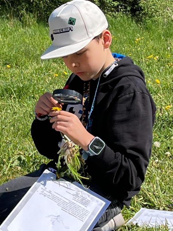 Pampeliškování