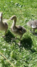 Výlet ZOO Dvůr Králové nad Labem