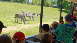 Výlet ZOO Dvůr Králové nad Labem