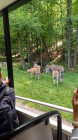 Výlet ZOO Dvůr Králové nad Labem