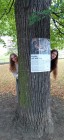 Výstava na stromech opět na Olivetské hoře