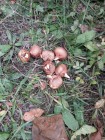 Projekt Krokus