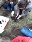 Projekt Krokus