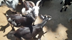 Školní výlet do Zoo Olomouc