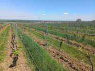 Vítr z Pálavy, chládek z Lednice