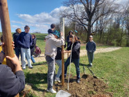 Sázení stromů