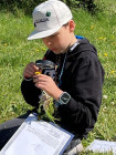 Pampeliškování