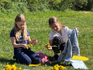 Pampeliškování