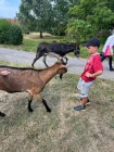 Prázdninová letní družina s Toulíkem
