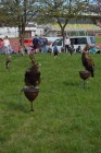 Dravci