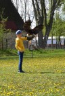 Dravci