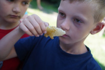 Předposlední den o včelách