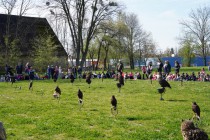 Program o dravcích