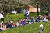 Program o dravcích