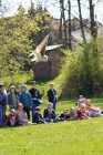 Program o dravcích