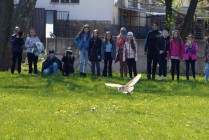 Program o dravcích