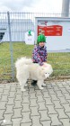Velké pátrání