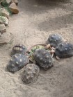 Školní výlet ZOO Dvůr Králové nad Labem