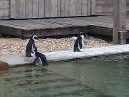 Školní výlet ZOO Dvůr Králové nad Labem