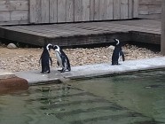 Školní výlet ZOO Dvůr Králové nad Labem