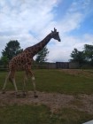 Školní výlet ZOO Dvůr Králové nad Labem