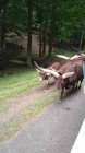 Školní výlet ZOO Dvůr Králové nad Labem