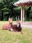 Školní výlet ZOO Dvůr Králové nad Labem
