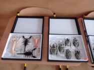 Projektový den Zelený život na modré planetě