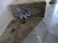 Zvířecí kamufláž