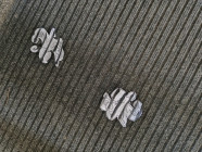 Zvířecí kamufláž