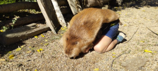 Dějepisná exkurze šesťáků na Křivolík