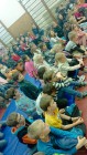 Policejní pes vycvičený na hledání výbušnin