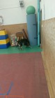 Policejní pes vycvičený na hledání výbušnin