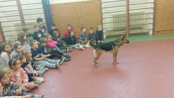 Policejní pes vycvičený na hledání výbušnin