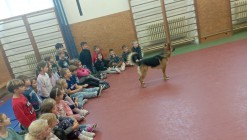 Policejní pes vycvičený na hledání výbušnin